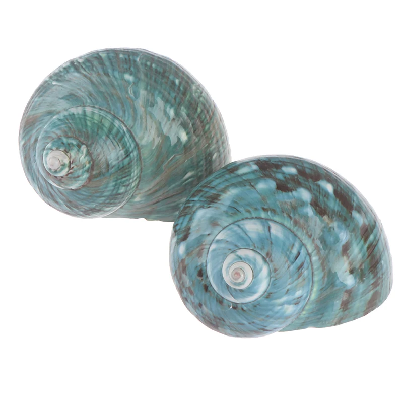 Натуральный ракушка морской раковины Улитка аквариум украшения рулон моллюсков