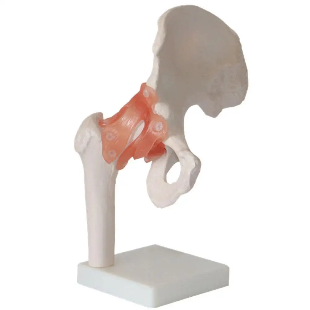 

human Hip joint model(With artificial ligament) Medical teaching joints model