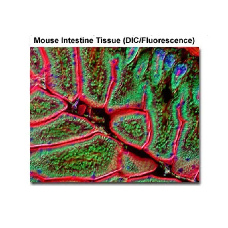 Высококачественный металлургический микроскоп объектив Infinity Plan для Nikon 10X CFI 60