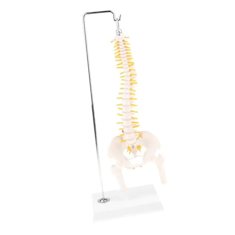 45 см человеческий позвоночник скелетный Поясничный с тазом медицинский