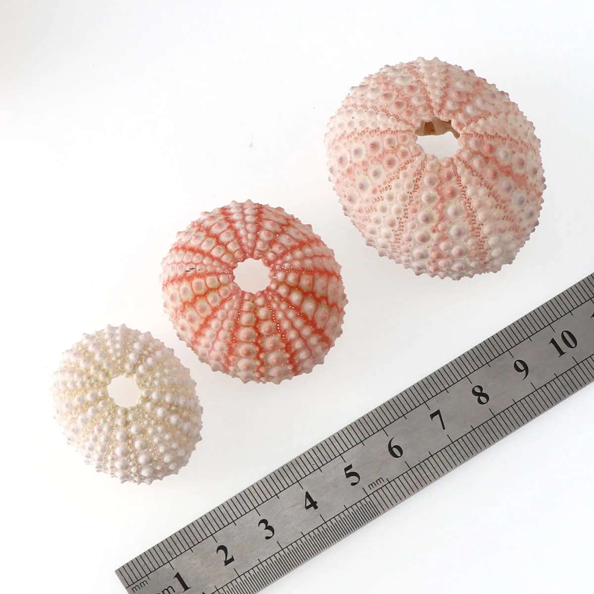 2/4/6Pcs 3.5-5 CM Natural Small Pink Sea Urchin Shell Conch Beach Wedding Decoration Coastal Home | Дом и сад