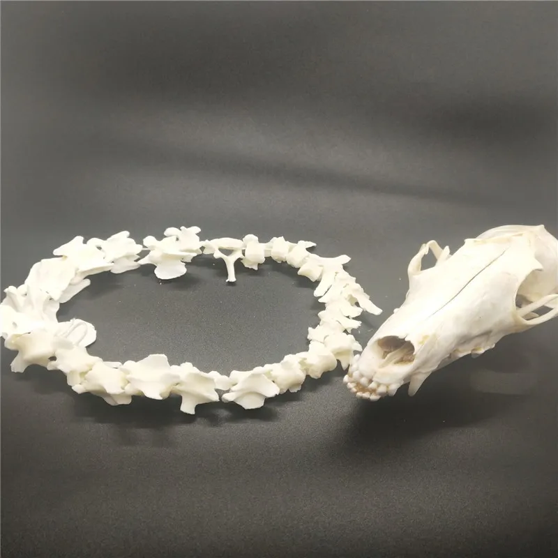 Настоящие черепа животных скелет лисы вертебрат лучший подарок украшения для