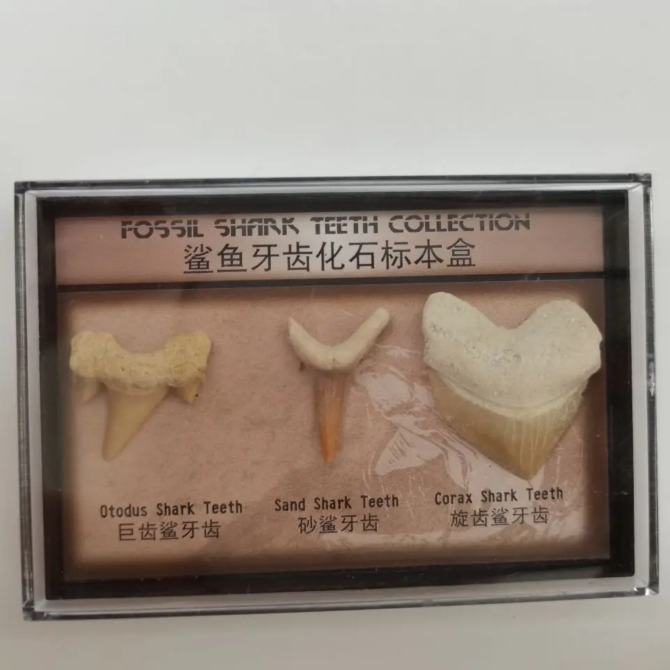 A box Природный камень Megalodon ископаемый зуб украшение ископаемые акулы зубы