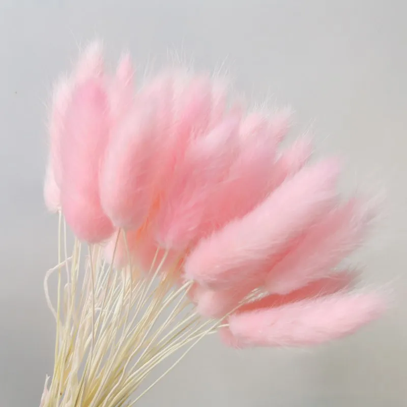 

Preserved Dried Flower Bunny Tail Natural Plant Lagurus Ovatus Rabbit Grass Bouquet Home Decoration Accessorie Photography Props