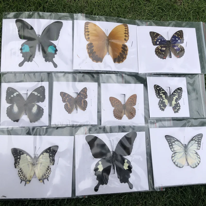

10Pcs Natural Unmounted Butterfly Specimen Artwork Material Decor