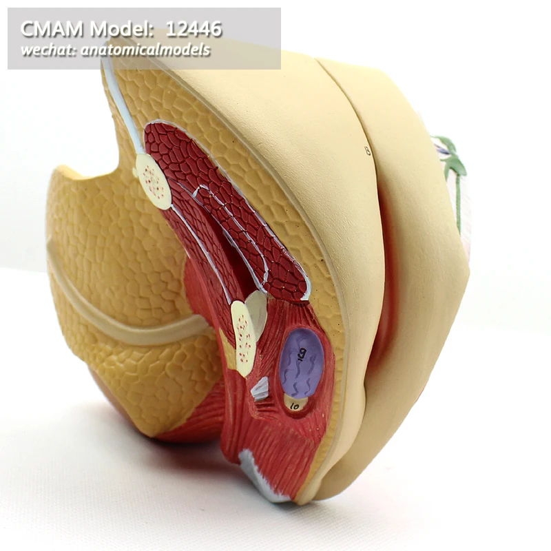 

CMAM/12446 Female Genital Organs - 4 Parts, Genitourinary Medical Teaching Anatomical Model