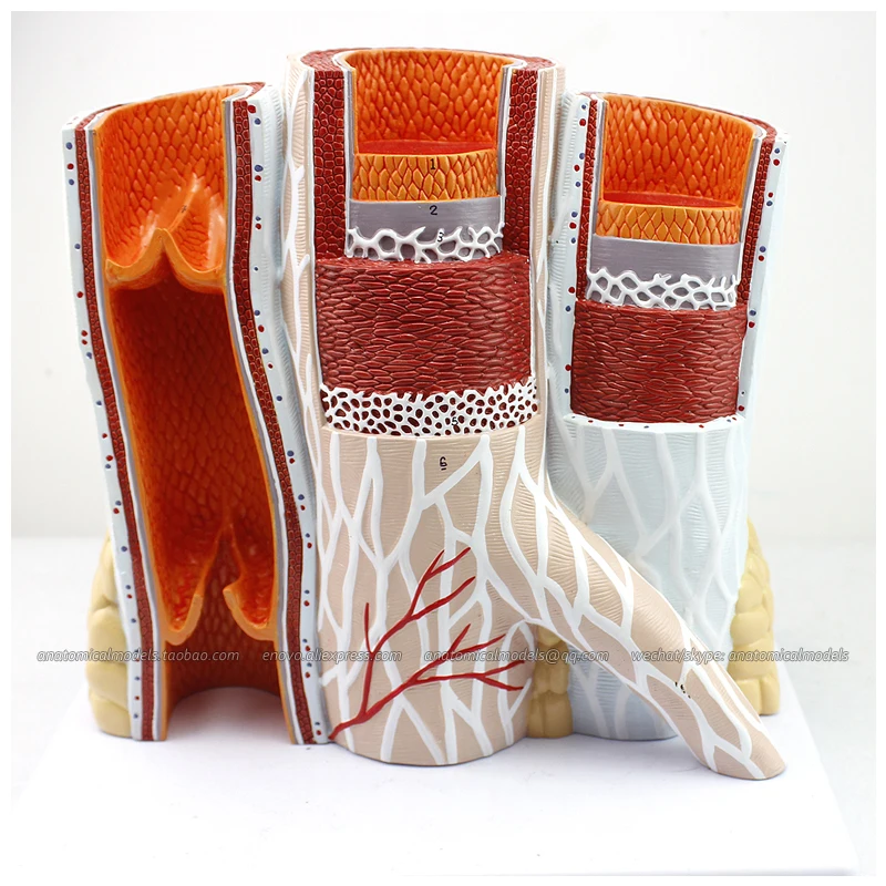 CMAM/12492 микроскопические кровеносные сосуды медицинская обучающая анатомическая