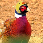 1 шт., жесткий шлем для маленьких домашних животных