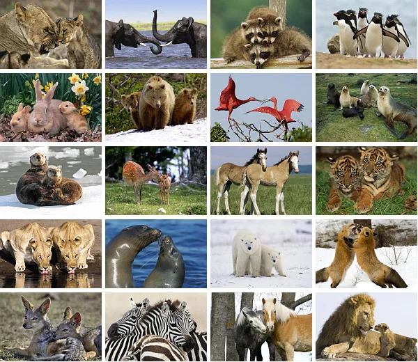 

Открытка с изображением животных льва медведя пингвина зебры 20 шт./компл.