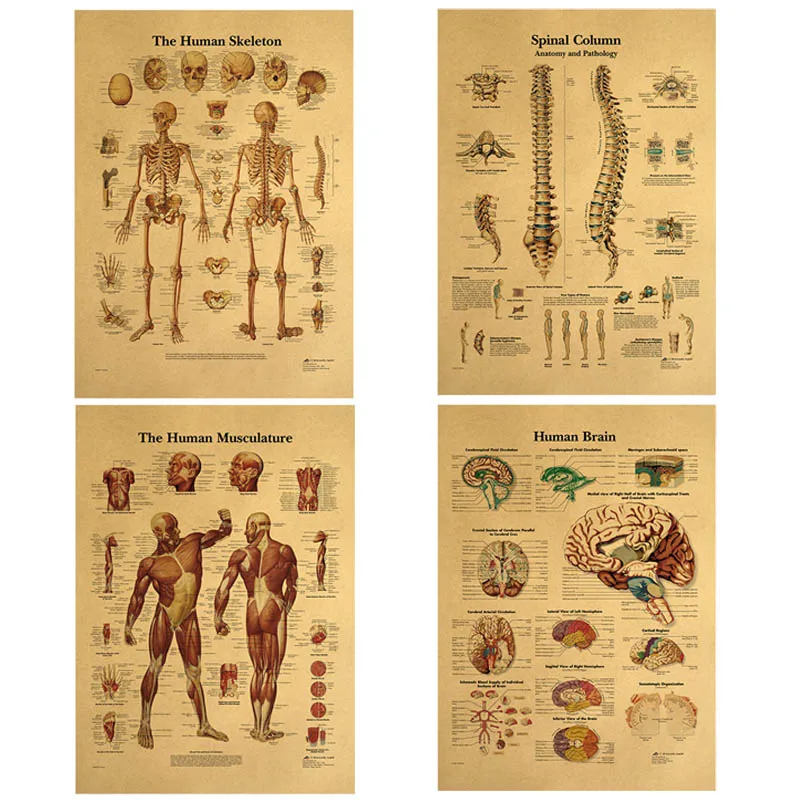 

The Body Structure Skeleton Nervous System Vintage Poster Home Decoracion Painting Wall Art Kraft Paper Wall Stickers