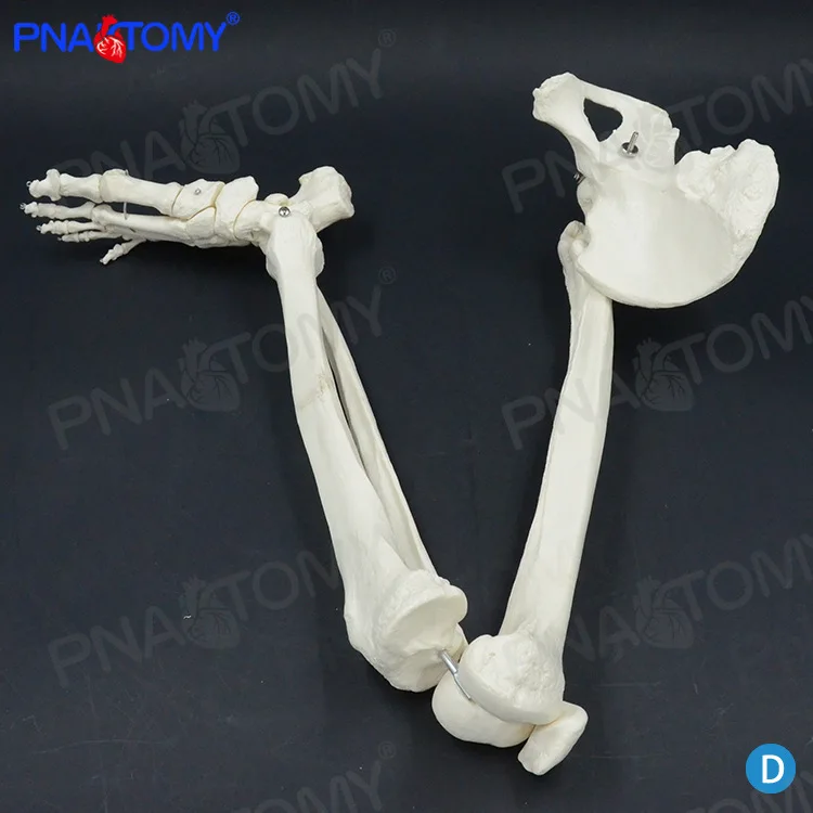 88 см кости нижней конечности бедра костные суставы стопы коленные ног коленной