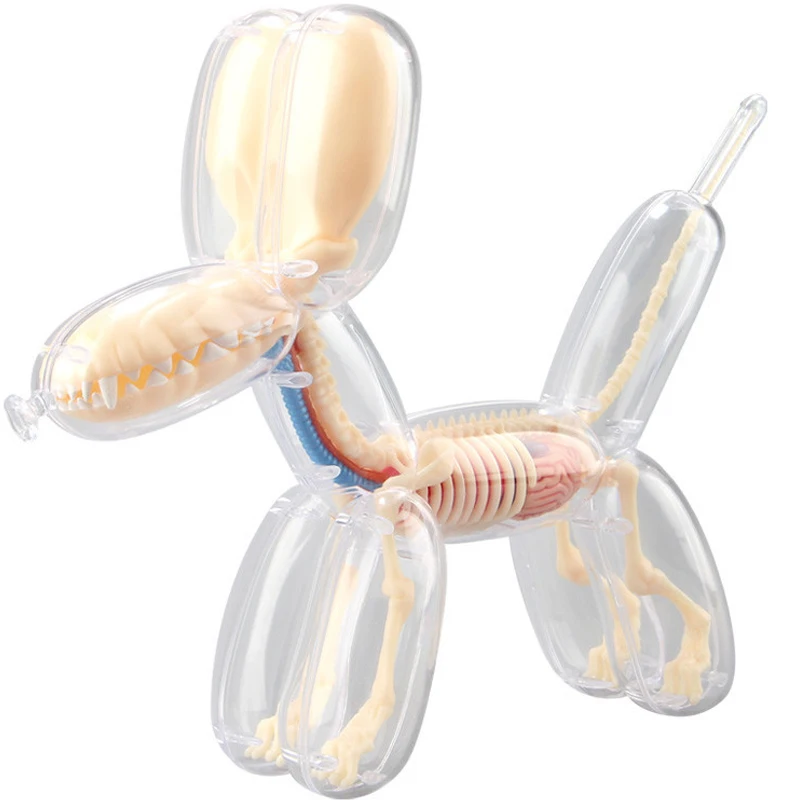 Jason Freeny 26parts 4d Big Balloon Dog Transparent Skeleton Model Perspective Bone Anatomy Puzzle Assembling Veterinary Toy |