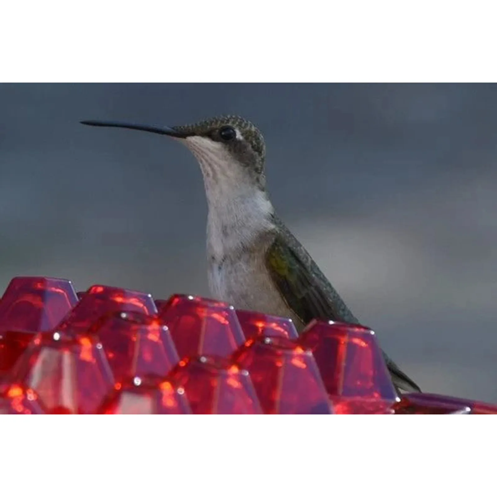 

2021 home decor New Bird feeder Mary's Sweety Hummingbird Feeder And Built-in Ant Moat Easy To Clean