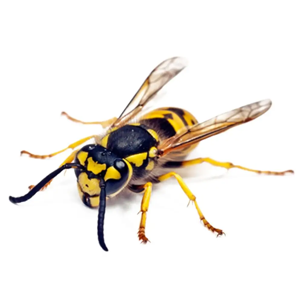 

3D Car Stickers Animals Bumper Spider Scorpions Car-styling Decal Sticker Cars Auto Motorcycle Accessories Car Decor Stickers