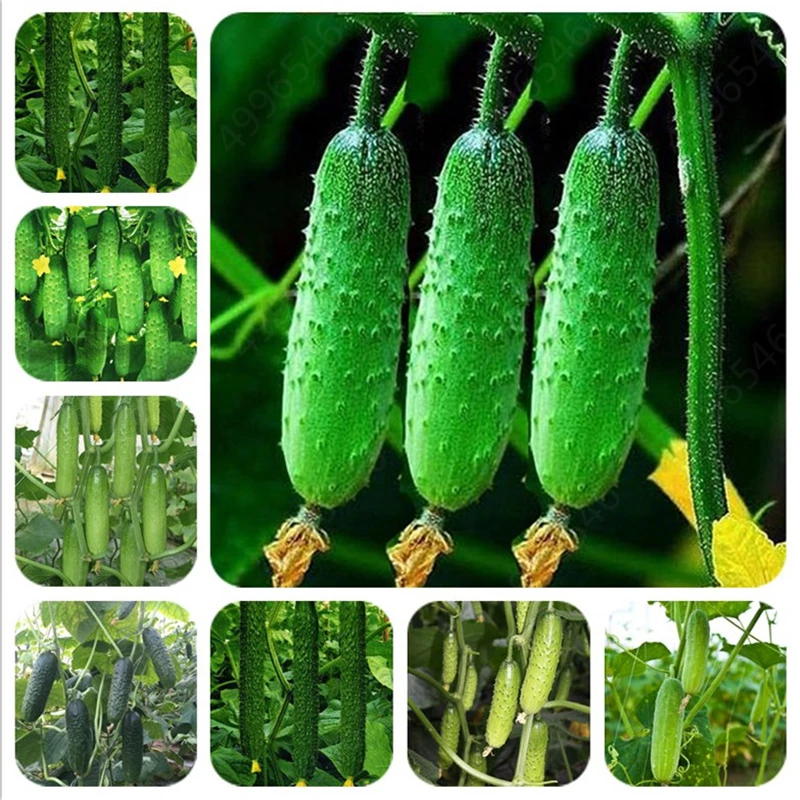 Огурец 100 шт|Сувениры для вечеринок| |