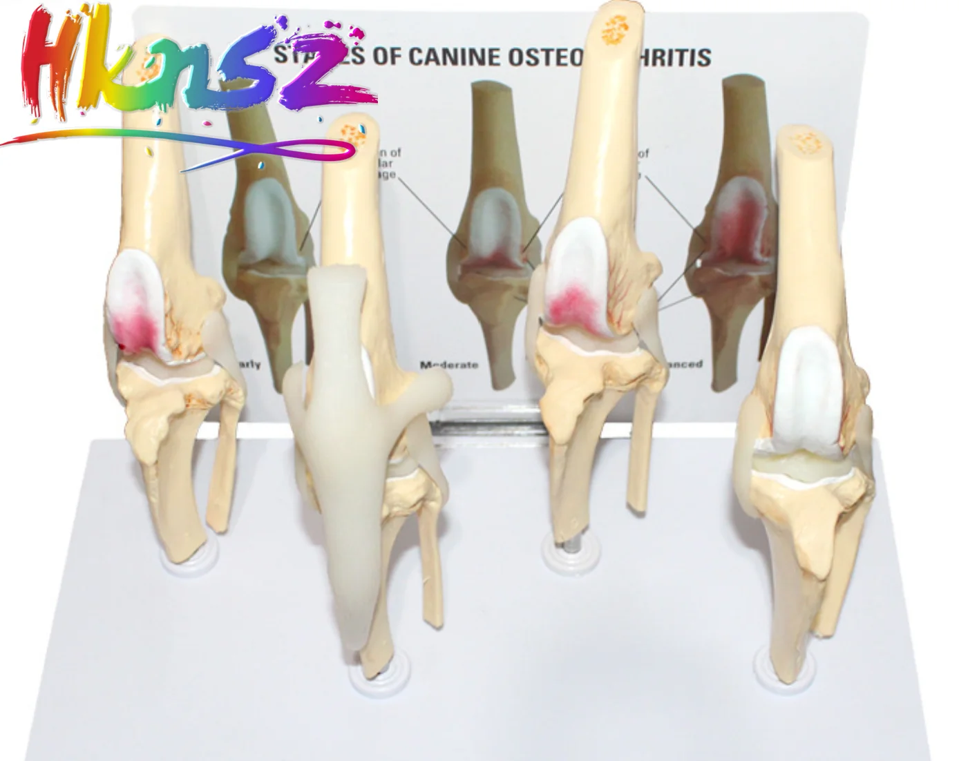 

Veterinary Canine Osteoarthritis 4-stage Dog Knee Canine/Dog 4 Stage Knee Arthritis Anatomy Anatomical Model Skeleton