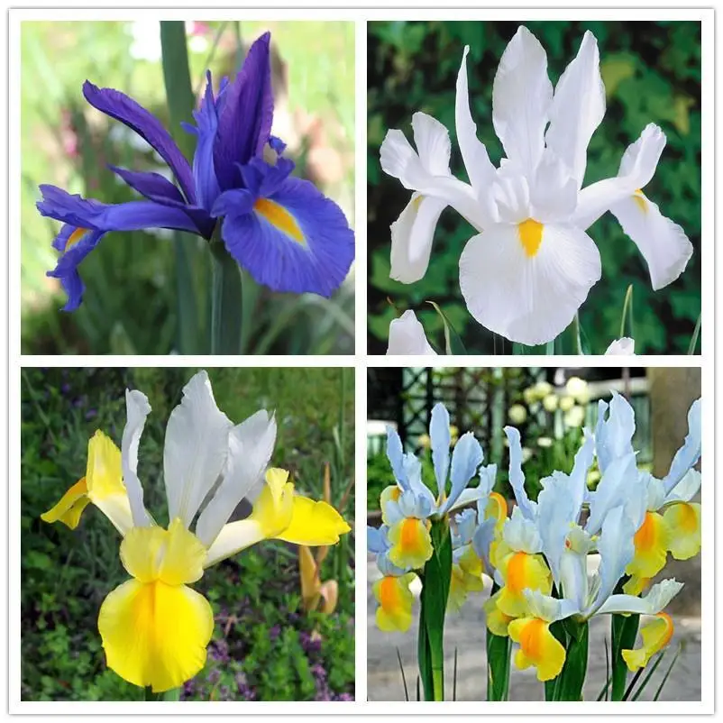 

10 Iris Bulbs Potted Greening Rare Growing Rare Species Nature Fragrant Impressive Garden Outdoor Home Garden Pleasant Natural