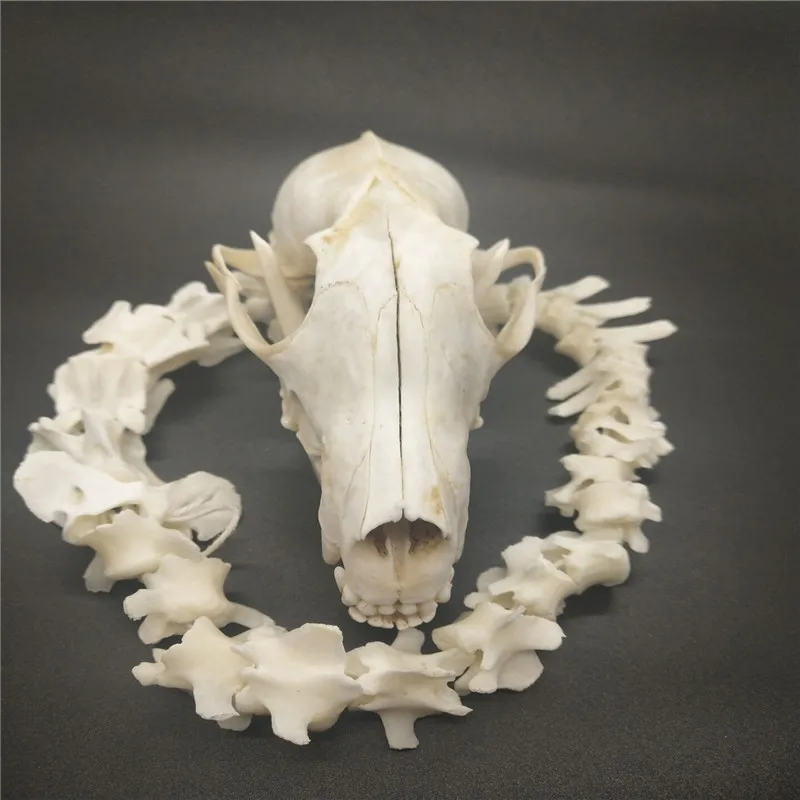 Настоящие черепа животных скелет лисы вертебрат лучший подарок украшения для