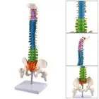 45 см Цвет позвоночника человека с моделью таза позвоночника поясничная кривая анатомическая Анатомия позвоночника медицинская модель