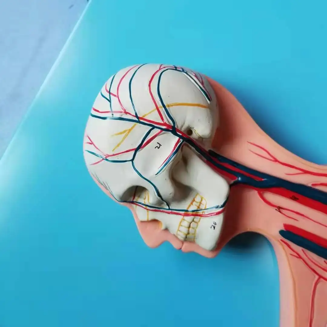 Анатомическая модель системы кровообращения ISO | Канцтовары для офиса и дома