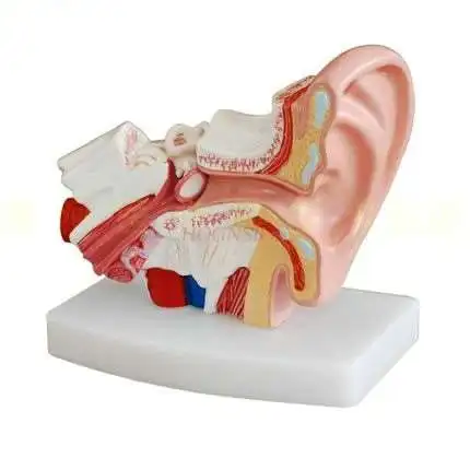 

Ear modelDesktop ear anatomy modelOuter middle ear Auditory system Organ Ear structure Teaching medicine