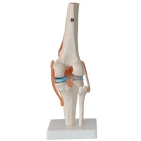 11 lifesize human knee joint anatomy model medical science teaching resources dropshipping