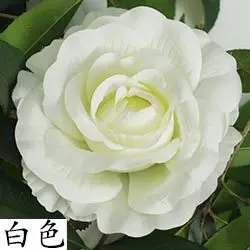 Фотообои 8 см 10 12 для рукоделия свадебный цветок стена событие вечеривечерние