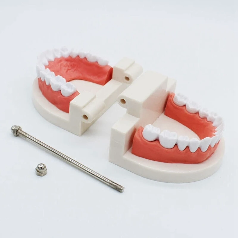 Dental Standard Teeth Teaching Model Kids Denture Tooth for Student White | Красота и здоровье