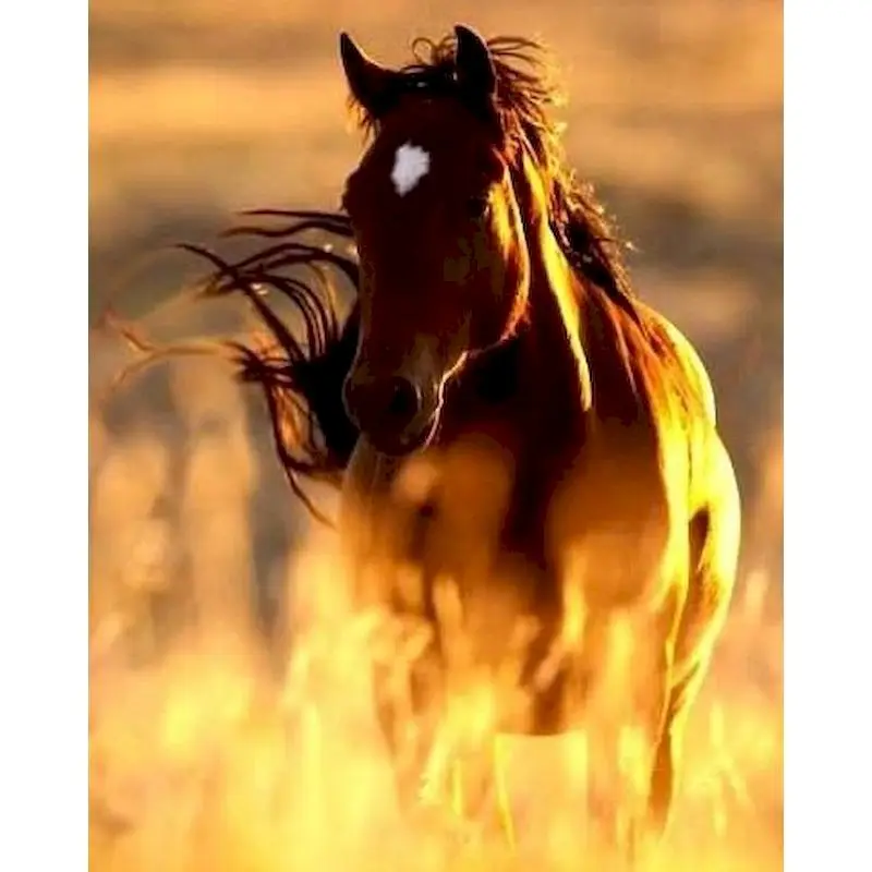 

Набор для рисования по номерам на холсте «Лошадь»
