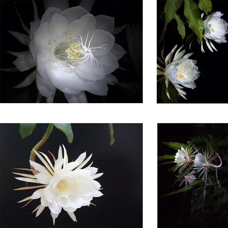 

5D алмазная живопись «сделай сам», вышивка крестиком, цветок, Эпифания, мозаика ручной работы, полный квадрат, круглая вышивка, украшение для ...