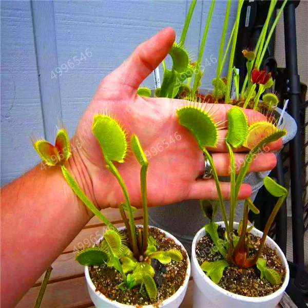 300 шт. колючий мух|Сувениры для вечеринок| |