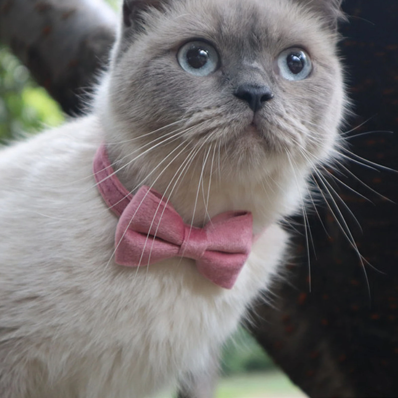 

Velvet Cat Collar Solid Color Bowknot Puppy Chihuahua Necklace With Bell Adjustable Safety Buckle Cats Bow Tie Pets Accessories