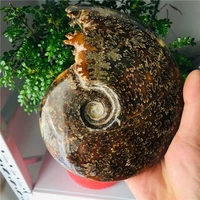 700g whole natural ammonite fossil conch crystal specimen healing