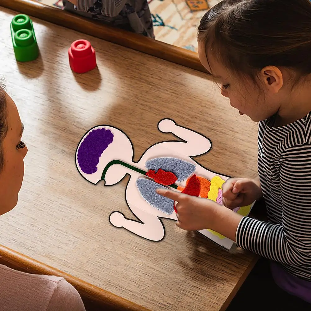 Инструменты для обучения органов детали человеческого тела сделай сам игрушки