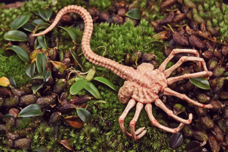 Горячая Распродажа 1/6 Хищник Чужой Facehugger Модель Рисунок Аксессуар игрушка