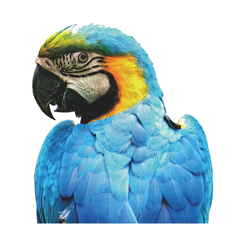 

Blue Parrot Wall Stickers for Kids room Bedroom Windows Decor Room Decoration Decals Car Sticker Removable PVC Murals Decorative