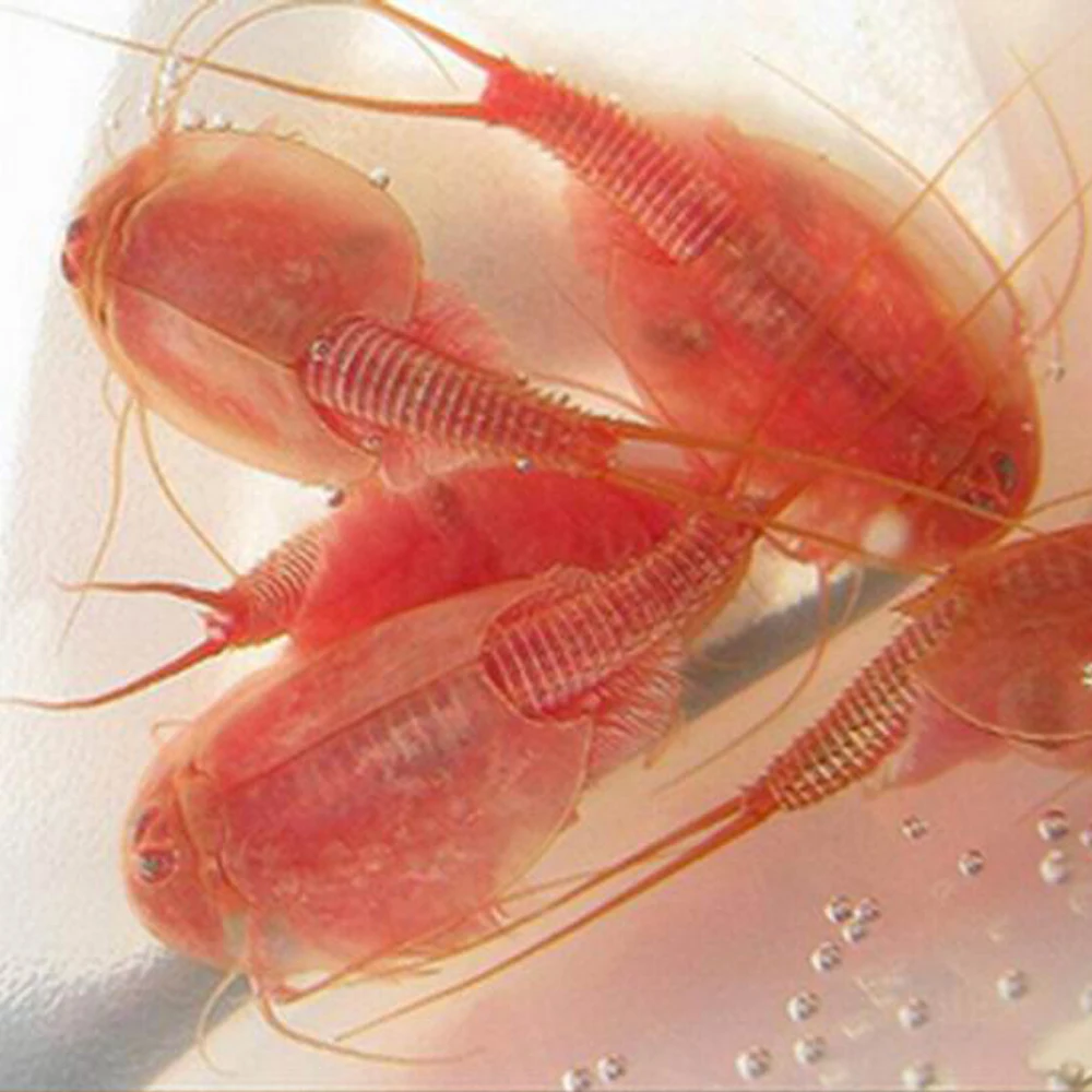 Яйца Triop доисторические длина 80 мм 2020 г. аквариумные питомцы Triops рождественские