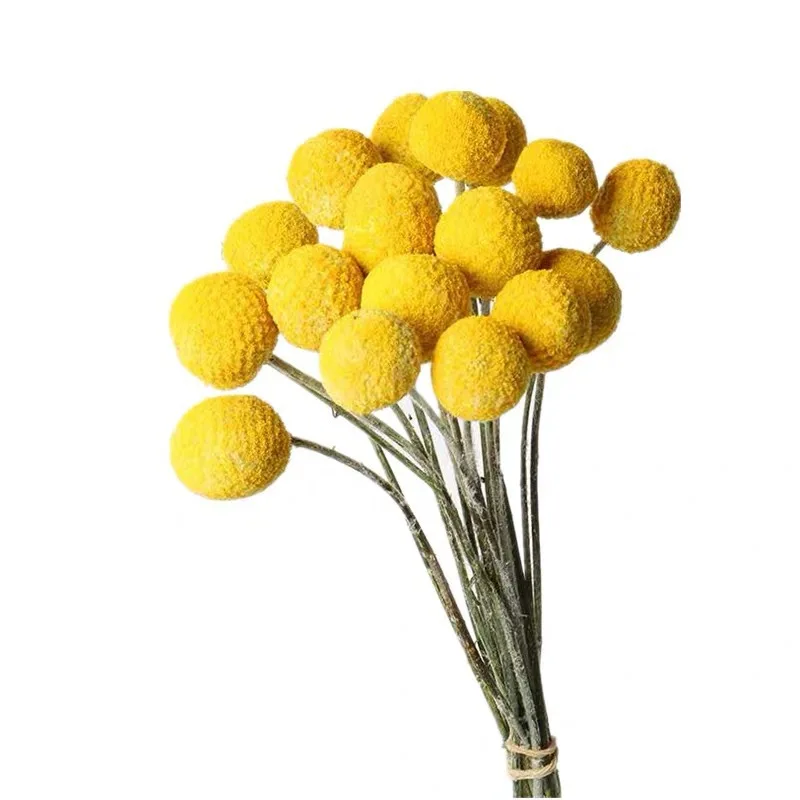 

Hot-Selling 20pcs Golden Ball Real Preserved Natural Dried Flowers for Home Bookroom Wedding Party Decoration Yard Garden Decor