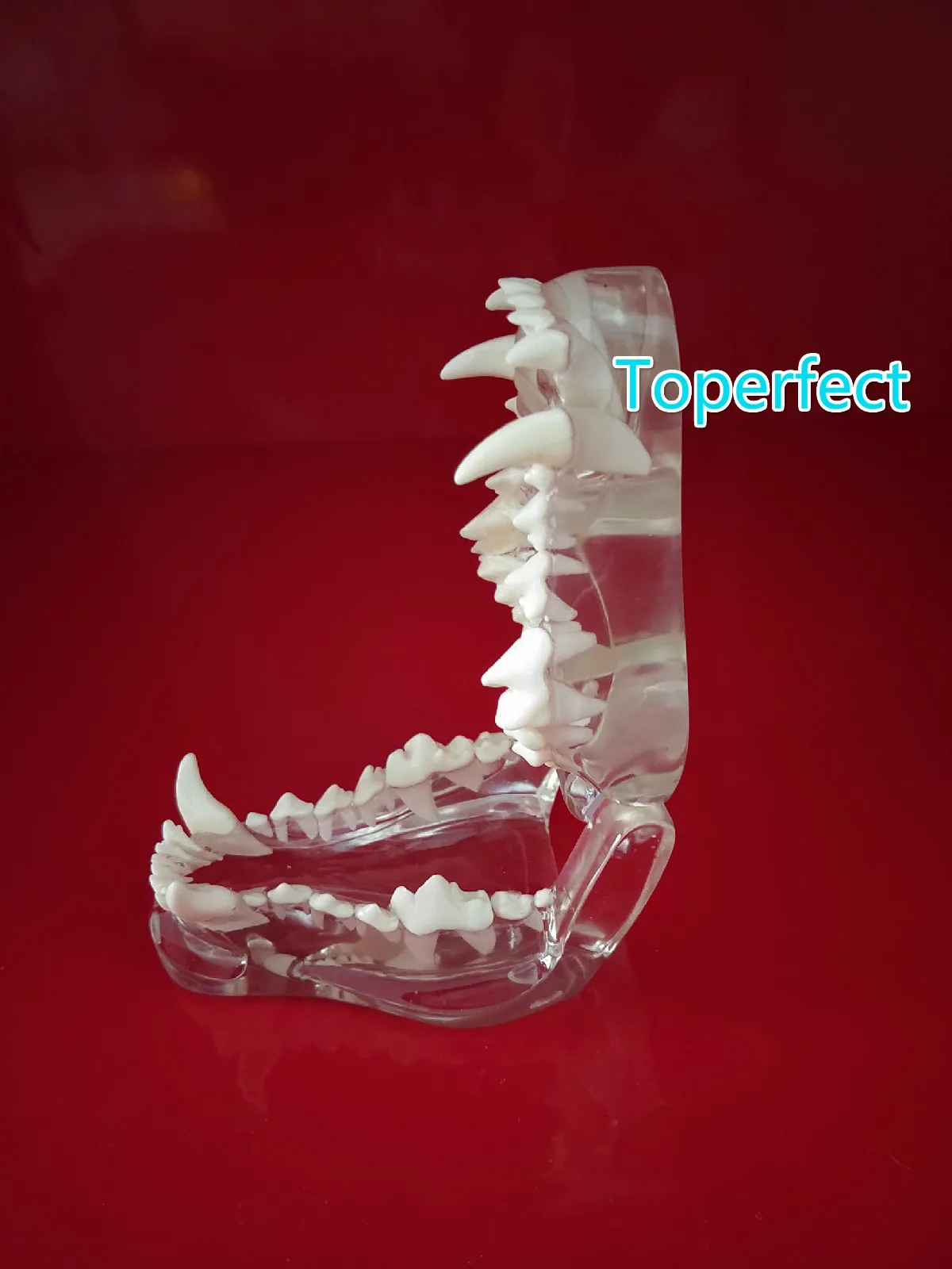 Transparent Resin Dog Anatomical Teeth Teaching Demonstration Veterinary Animal Skeleton Crystal Specimen Dentition Model |