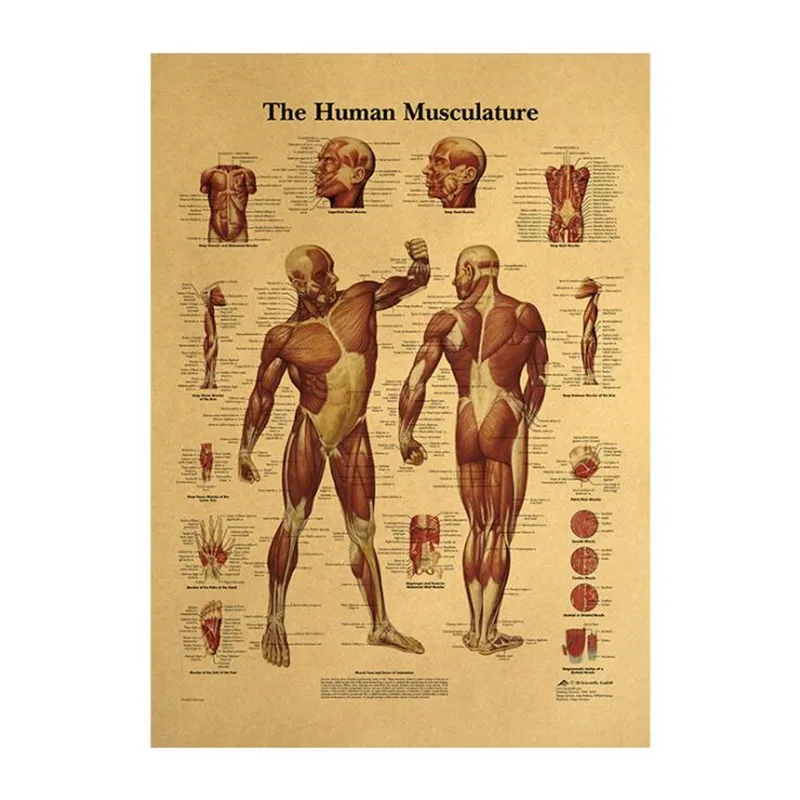 12 шт./компл. медицинские Декор Картина Винтаж плакат тела Структура череп нервной