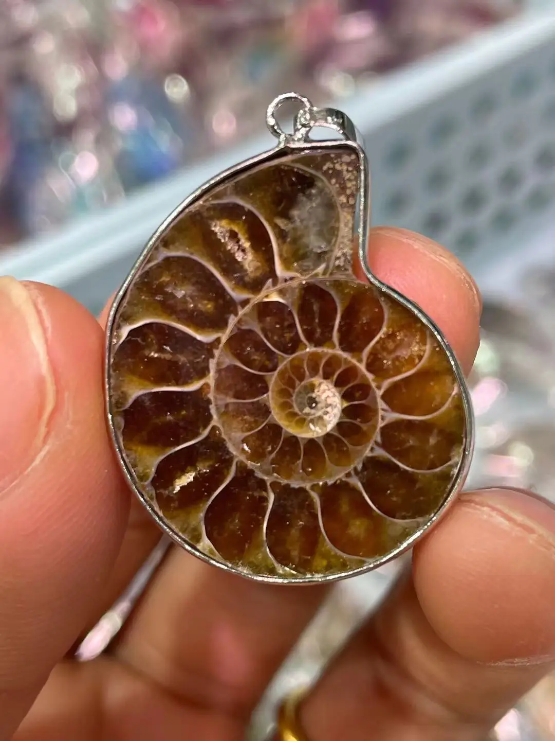 

Aaa20-30m natural ammonite wrapped beautiful Nautilus Madagascar fossil specimens healed free shipping