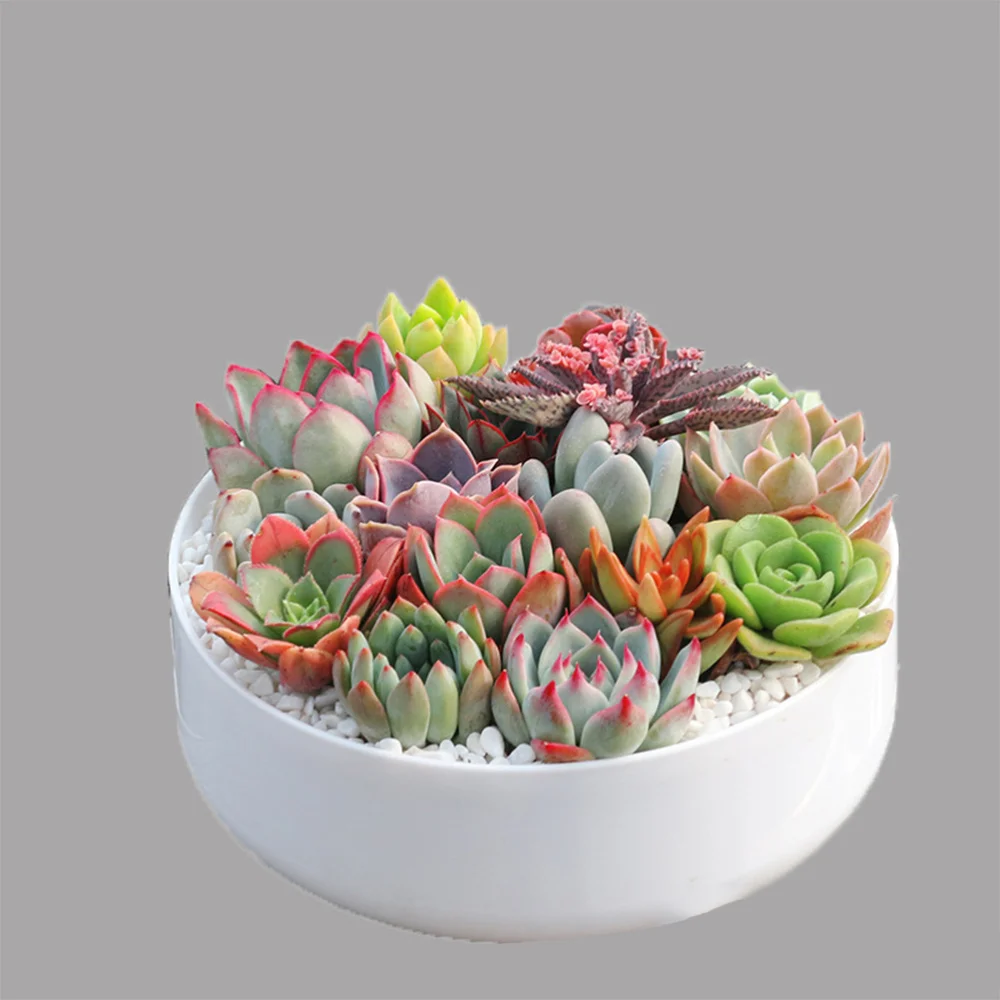 Горшок для цветов бонсай Простой пластиковый горшок из искусственной керамики