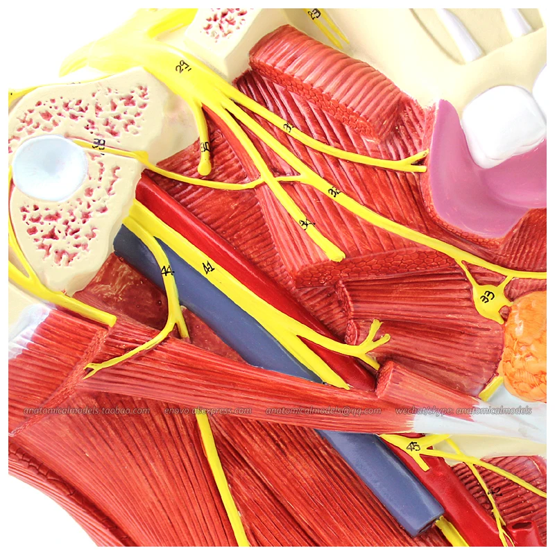 

12400 / Human Half Head Cranial and Autonomic Nerves Anatomy, Cosmetic Doctor Teaching Aids