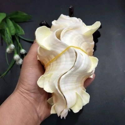 

Natural conch shell ornaments fish tank aquarium ashtray flower pot fruit plate couple lotus scallop shellfish