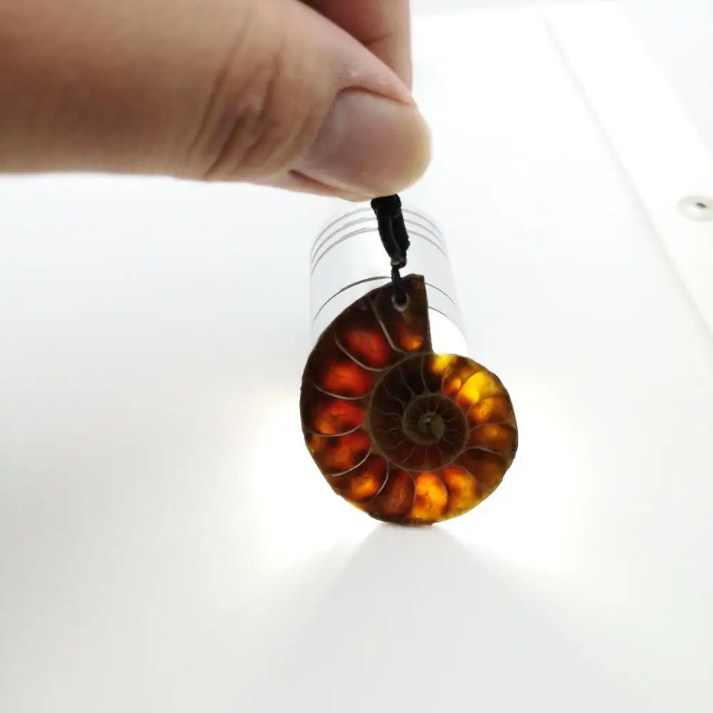 Красивый натуральный камень окаменелости аммония ракушка подвеска Улитка