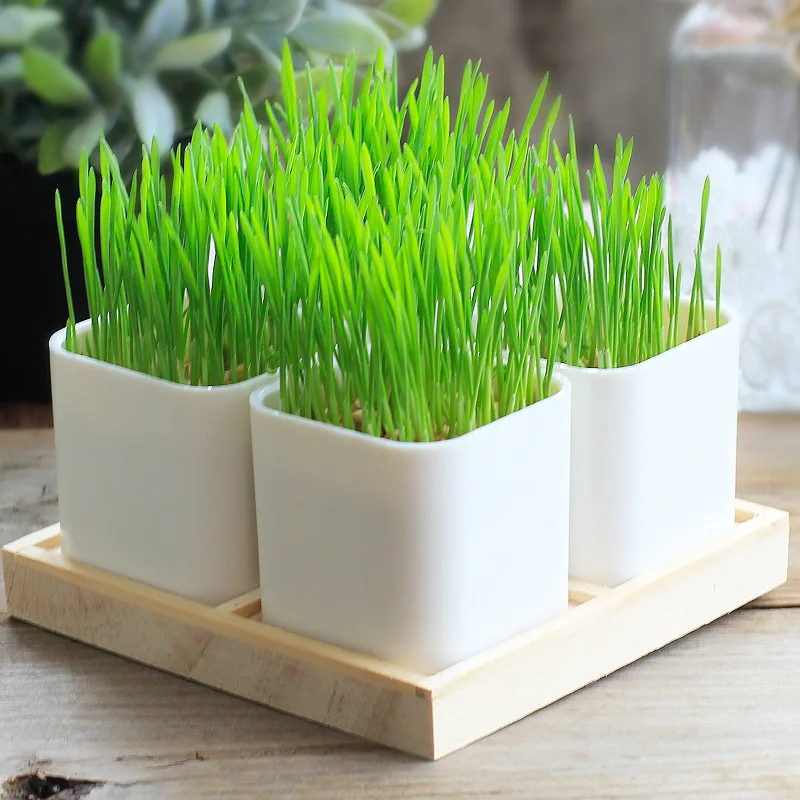 

1pc Modern Plastic Flower Pot Simple Succulent Plant Pot Desktop Creative Office Decoration Garden Home Accessories with Tray