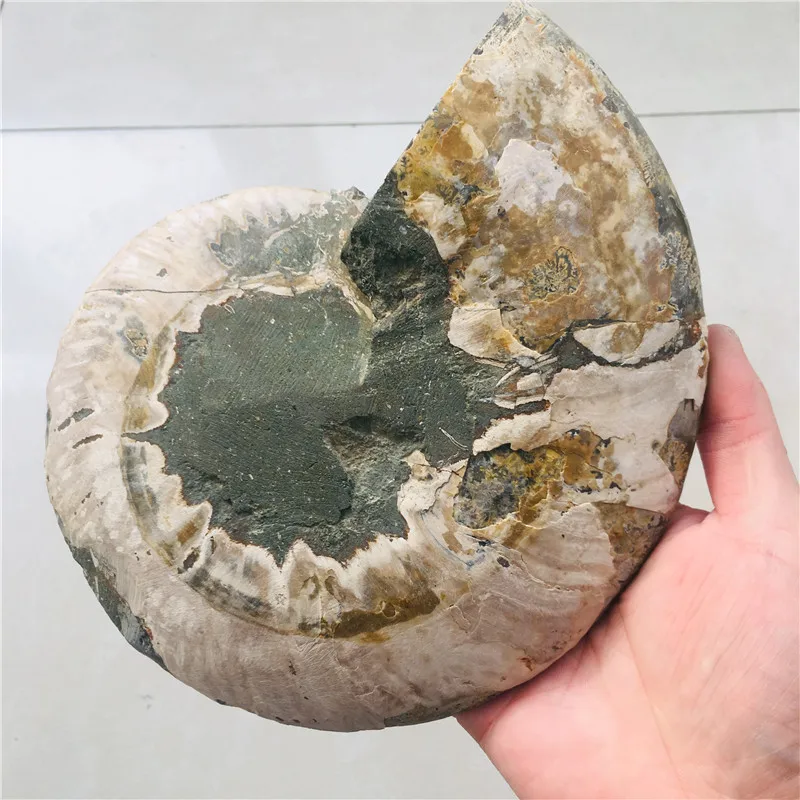 AAA + 600 г натуральный аммонит PRETTY NAUTILUS MADAGASCAR FOSSIL с лечебным действием образцы