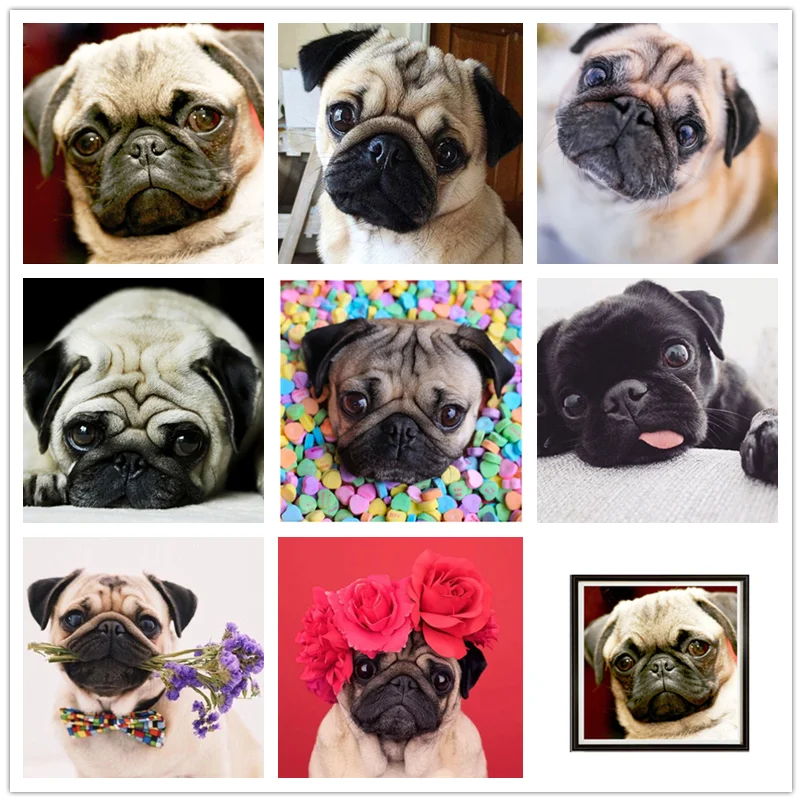 5D DIY алмазная живопись круглая квадратная Алмазная милых Мопсов вышивка собаки с