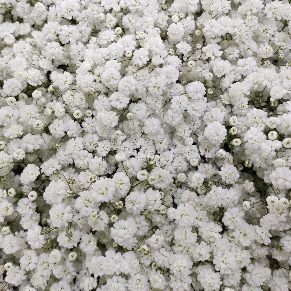 

Rushed 100g Gypsophila Dekoration Dried Flowers Natural Floral Plants Bouquets Home Wedding Paniculata Breath Decoration Baby's