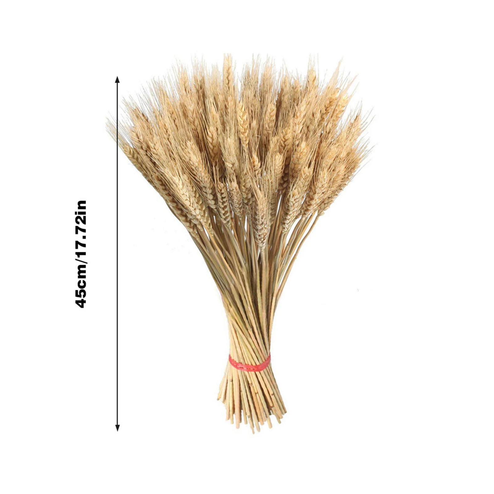 

100pcs Wheat Spike Dry Flower Garden Plant Natural Primary Color Real Wheat Wedding Decoration Shooting Props